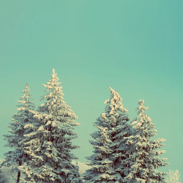 Fir trees with snow under sky - vintage retro style — Stock Photo, Image