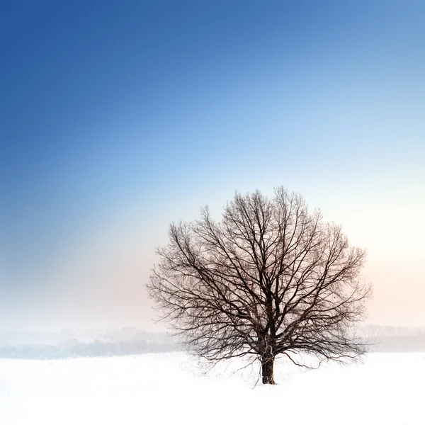 Winter bare tree Royalty Free Stock Images