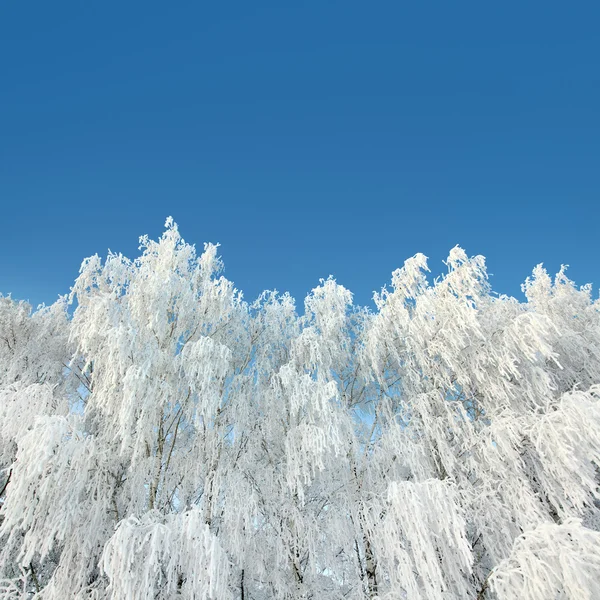 Florestas de inverno gelado sob céu — Fotografia de Stock
