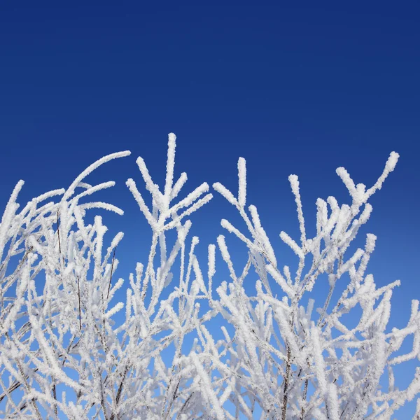 Frost kış dalları mavi gökyüzü altında — Stok fotoğraf