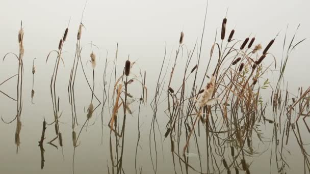 Lago en la niebla - tallos de juncos reflejados en el agua — Vídeos de Stock