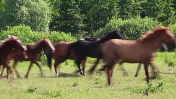 Herd van paarden die op weide lopen — Stockvideo