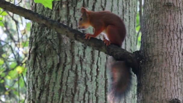 Ardilla en el árbol en el parque — Vídeos de Stock