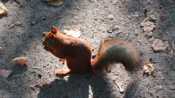 Veverka krmení s ořechy v parku — Stock video