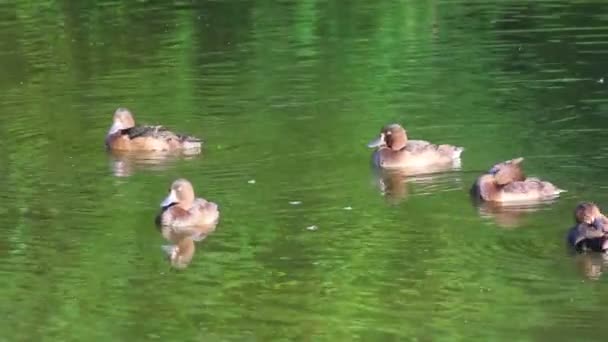 Young ducks on pond — Stock Video