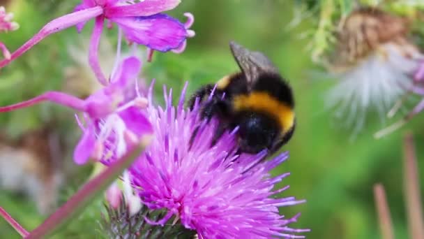 Bumble-bee on thistle flower close-up macro — Stock Video