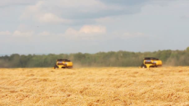 Combina la cosecha en un campo — Vídeo de stock