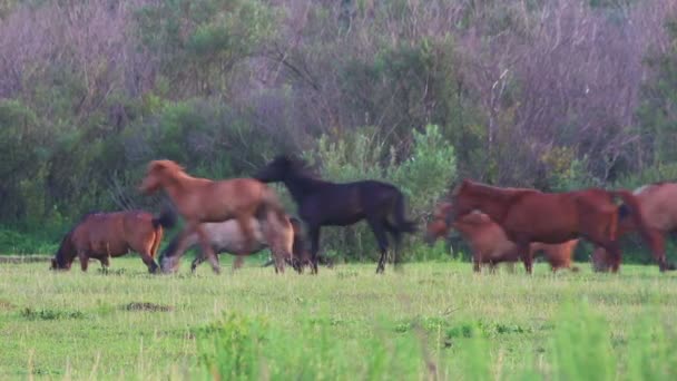 牧草地を走る馬の群れ — ストック動画