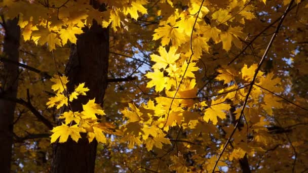 Krásné podzimní žluté listy — Stock video