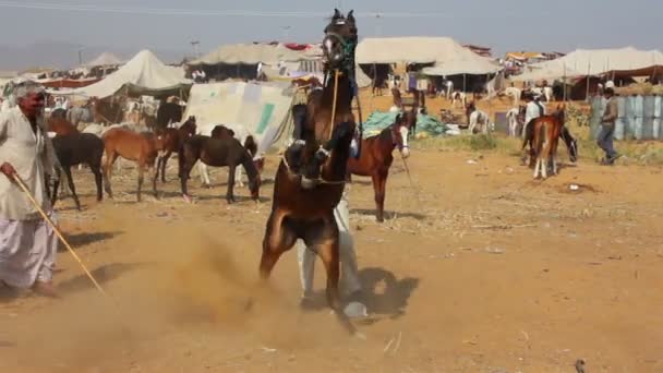 Indiase man aan de orde gesteld zijn paard op pushkar kameel eerlijke — Stockvideo