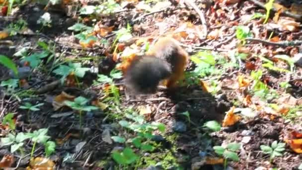 Σκίουρος στο πάρκο — Αρχείο Βίντεο
