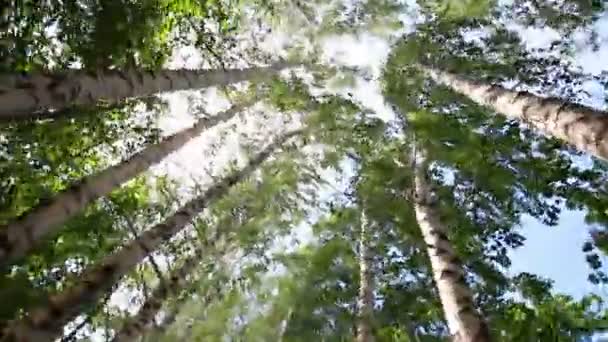 Turning tops of summer birch trees with sun shining - loopable — Stock Video