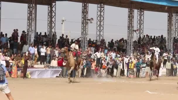 Kamel racing på pushkar camel fair — Stockvideo