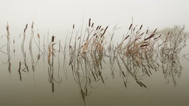 Lago en la niebla - tallos de juncos reflejados en el agua — Vídeo de stock