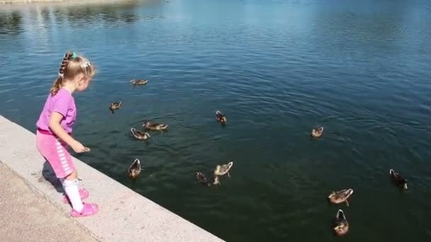 Küçük kız Park'taki ördekleri beslemeye — Stok video