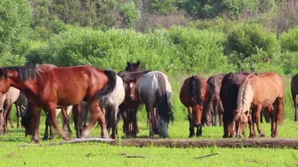 Hästar betar på betesmark — Stockvideo