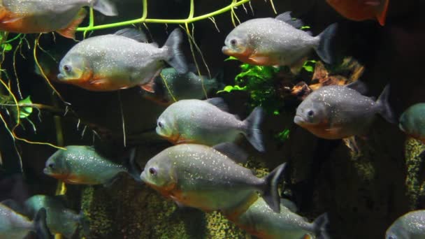 Piranhas fish underwater — Stock Video