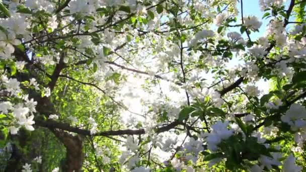 Sonne scheint durch blühende Apfelbaumzweige — Stockvideo