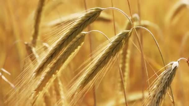 Yellow field with ripe wheat close-up — Stock Video