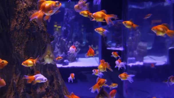 Vele goldfishes in het aquarium — Stockvideo