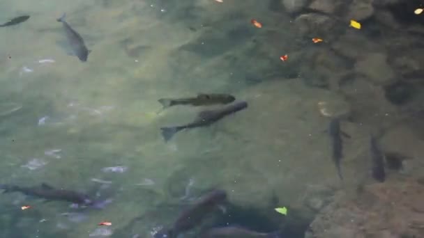 Peces de trucha bajo el agua en el lago — Vídeo de stock