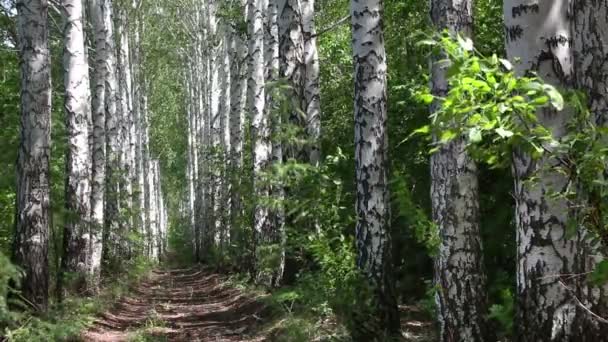 Verano callejón bosque de abedul en Rusia - dolly shot — Vídeos de Stock