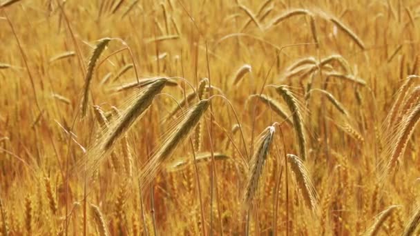 Gelbes Feld mit reifem Weizen — Stockvideo