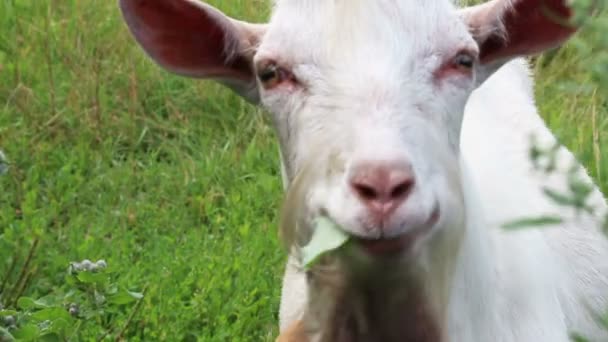 Белая коза смотрит на тебя — стоковое видео