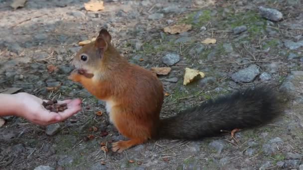 Alimentazione dello scoiattolo con noci nel parco — Video Stock