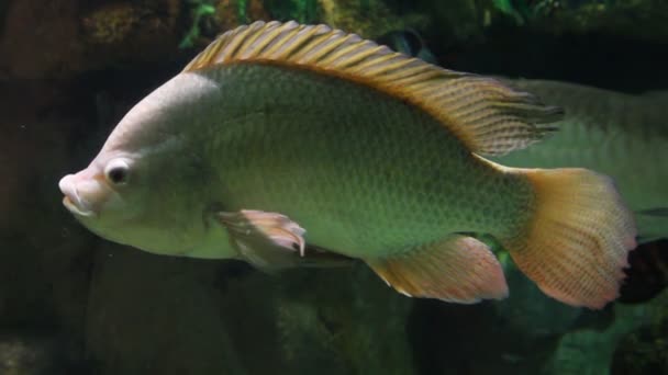 Grande carpa siamesa subaquática — Vídeo de Stock