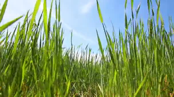 Close-up de trigo verde - tiro dolly — Vídeo de Stock