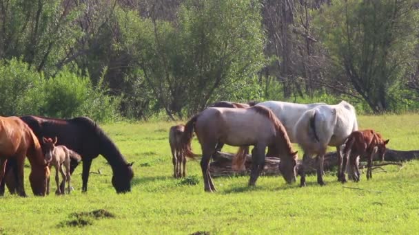 Cavalos e potro pastando em pasto no verão — Vídeo de Stock