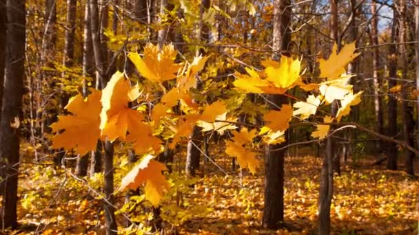Gyönyörű őszi sárga levelek — Stock videók