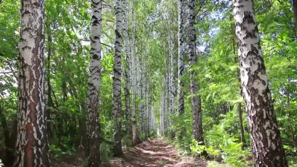 Summer birch woods alley in Russia - dolly shot — Stock Video