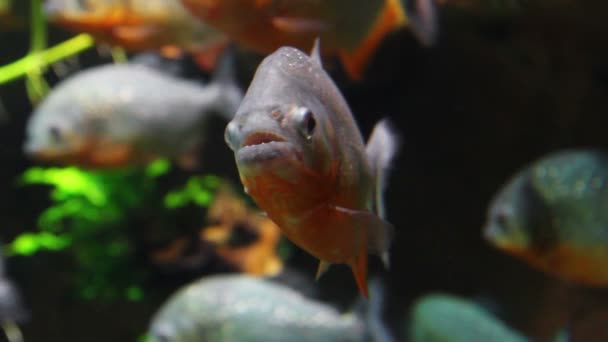 Pirañas peces bajo el agua — Vídeos de Stock