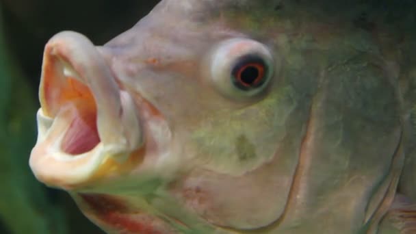 Big siamese carp close-up underwater — Stock Video