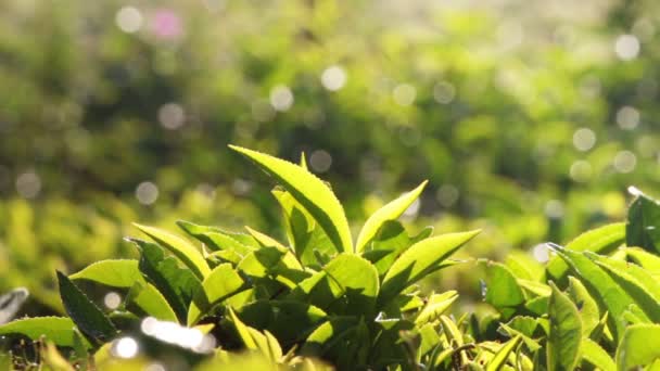 Чайные заводы крупным планом в Муннар Керала Индия — стоковое видео