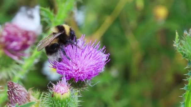 Hummel auf Distelblüte in Nahaufnahme — Stockvideo