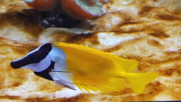 Rabbitfish amarelo - peixe tropical subaquático — Vídeo de Stock