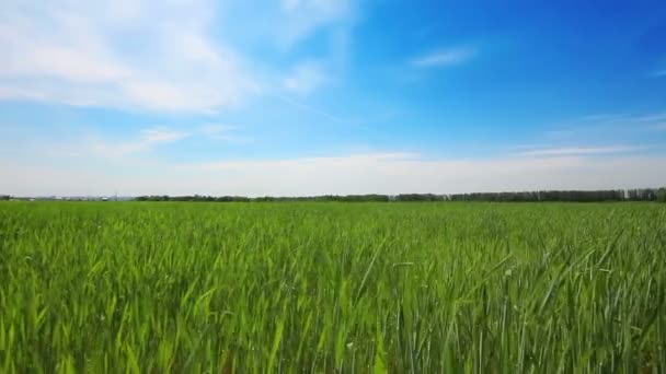 Zelené pole s mladá pšenice pod modrou oblohou - dolly shot — Stock video