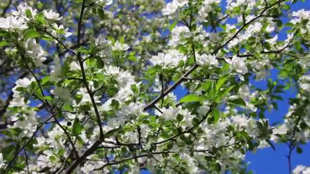 Blossom apple tree branches — Stock Video