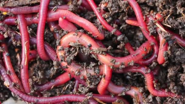 Много красных червей в грязи - приманка для рыбалки — стоковое видео
