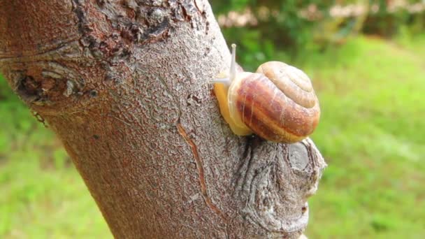 Caracol en el árbol — Vídeo de stock