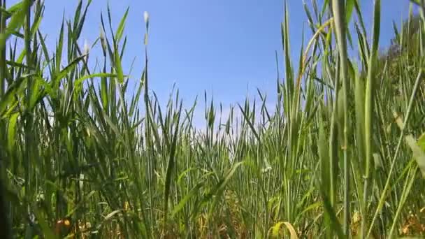 Зелена пшениця крупним планом ляльковий дріб — стокове відео