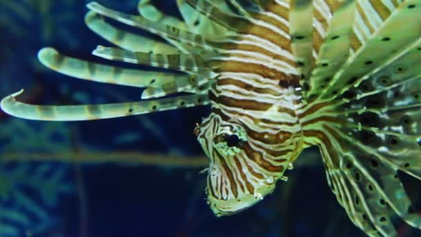 Lionfish or zebrafish underwater — Stock Video