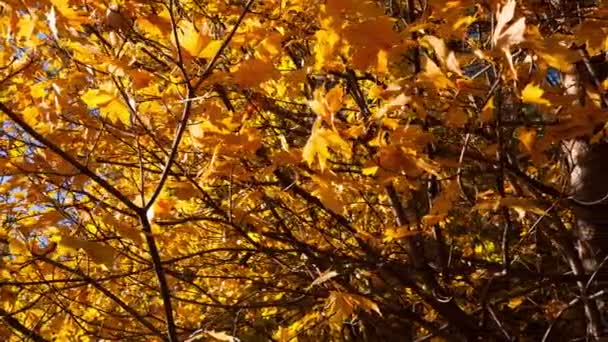 Hermosas hojas amarillas de otoño - dolly shot — Vídeos de Stock