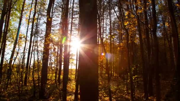 Mooie herfst bos met zon schijnt - dolly schot — Stockvideo