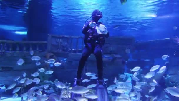 Dykare i oceanarium utfodring fisk — Stockvideo