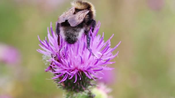 Bumble-bee em flor de cardo close-up macro — Vídeo de Stock