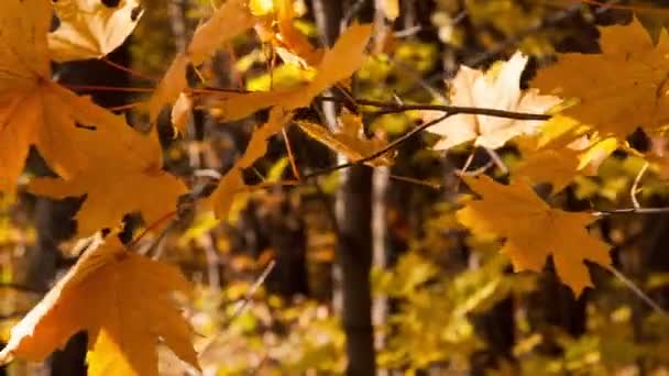 Hermosas hojas amarillas de otoño - dolly shot — Vídeo de stock